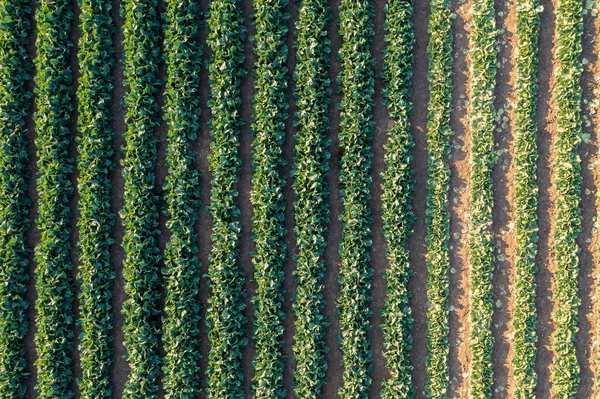 農場で栽培されている若いキャベツのベッド 空中ビュー 行に植えられたキャベツの農業分野 — ストック写真
