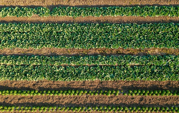 Lits Jeunes Choux Poivrons Poussant Ferme Vue Aérienne Champ Agricole — Photo