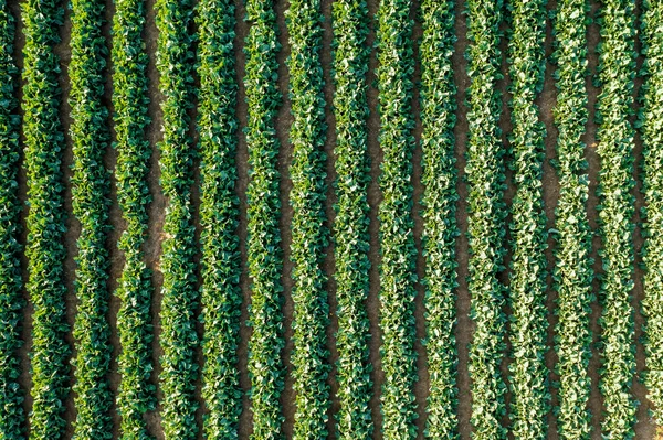 Beds Young Cabbage Growing Farm Aerial View Agricultural Field Cabbage — Stock Photo, Image