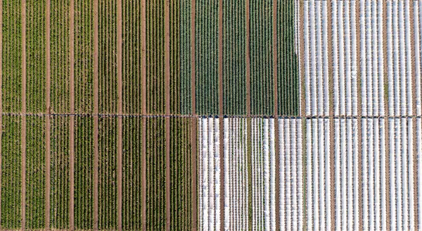 Aerial View Greenhouse Vegetables Fields Commercial Farm View Drone — Stock Photo, Image
