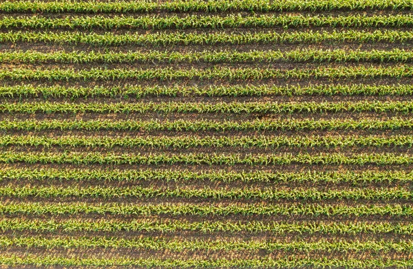 Maïsveld Middag Jonge Maïs Geplant Rijen Landbouwbedrijf Met Biologische Natuurlijke — Stockfoto