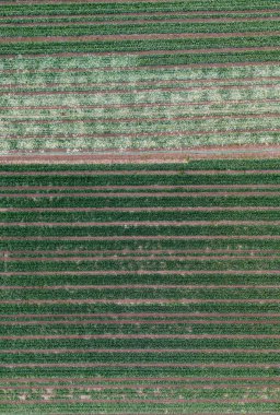 Çiftlikte büyüyen genç lahana yatakları, hava manzarası. tarımsal lahana tarlaları sıra sıra ekildi.