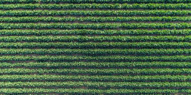 Çiftlikte büyüyen genç lahana yatakları, hava manzarası. tarımsal lahana tarlaları sıra sıra ekildi.