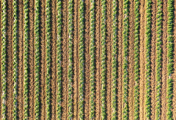 Bedden Van Bloeiende Tomaat Struiken Groeiend Een Boerderij Antenne Uitzicht — Stockfoto