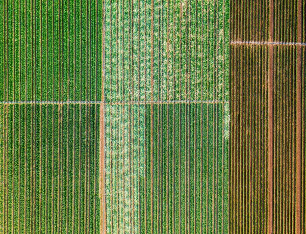 農場で育った若いキャベツとコショウのベッド空の景色 行に植えられたキャベツの農業分野 — ストック写真