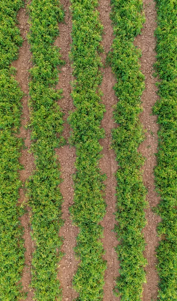 Bedden Van Bloeiende Tomaat Struiken Groeiend Een Boerderij Antenne Uitzicht — Stockfoto