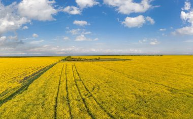 Çiçek açan sarı kolza tohumu panoraması, gündüz vakti yağ kanola tarlası, hava manzarası. Colza fabrikasından biyodizel üretimi.