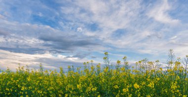 Sarı tecavüz, öğleden sonra petrol kanola tarlası. Colza fabrikasından biyodizel üretimi.