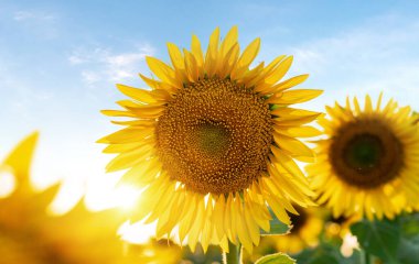 Gökyüzüne karşı tarlada parlak sarı ayçiçeği. Güzel ayçiçeği yakın plan.