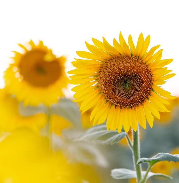 Girasol Amarillo Brillante Campo Contra Cielo Hermoso Primer Plano Girasol —  Fotos de Stock