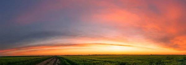 Panoramiczny Wschód Słońca Chmurami Cyrru Oświetlonymi Promieniami Słońca Młode Pole — Zdjęcie stockowe