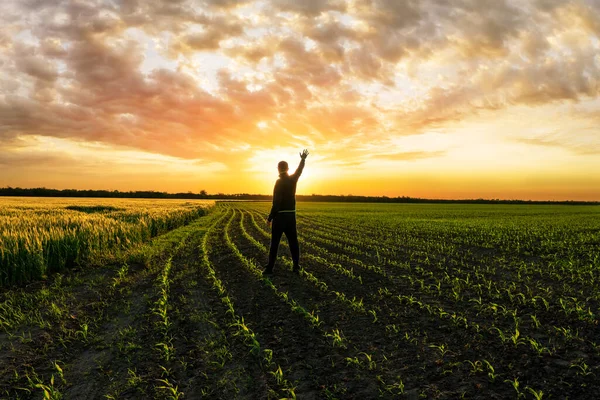 Hombre Toca Sol Campo Trigo Verde Joven Imágenes de stock libres de derechos