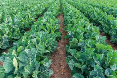 Erken olgunlaşan sulu lahana bir tarlada ekildi..