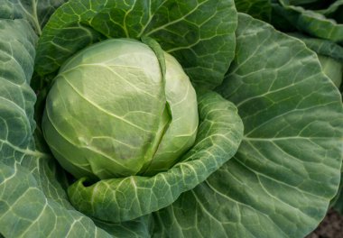 Genç, yeşil lahanaların başı çiftçi tarlasında lahana yetiştiriyor..