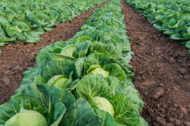 Erken olgunlaşan sulu lahana bir tarlada ekildi..