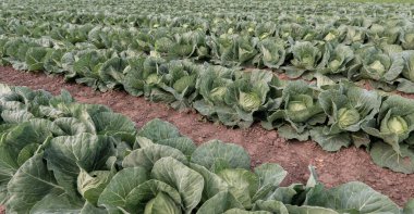 Genç lahana çiftçi tarlasında yetişiyor, günbatımında yayılmış ışıkta lahana tarlaları yetiştiriyor..