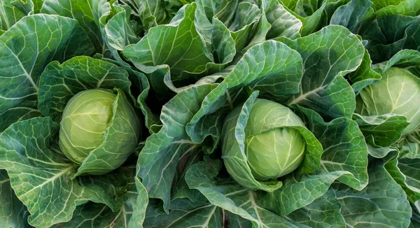 Head Young Green Cabbage Close Cabbage Grows Farmer Field Stock Photo