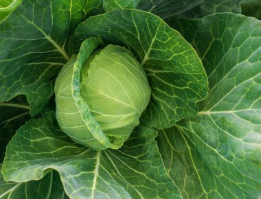 Genç, yeşil lahanaların başı çiftçi tarlasında lahana yetiştiriyor..