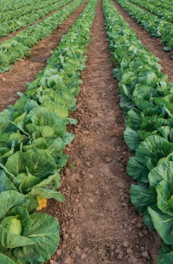 Genç lahana çiftçi tarlasında yetişiyor, günbatımında yayılmış ışıkta lahana tarlaları yetiştiriyor..