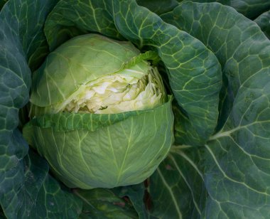 Genç lahana tarlasında aşırı sulama ya da sulama eksikliği..