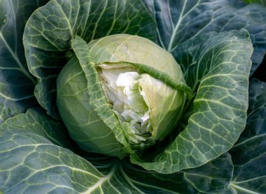 Genç, yeşil lahanaların başı çiftçi tarlasında lahana yetiştiriyor..