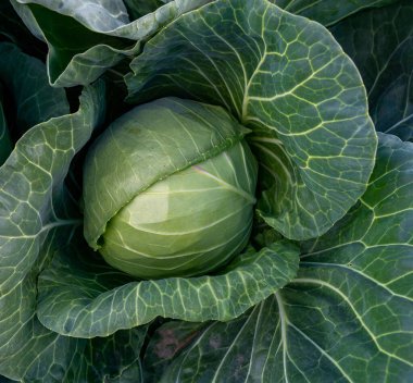 Genç, yeşil lahanaların başı çiftçi tarlasında lahana yetiştiriyor..