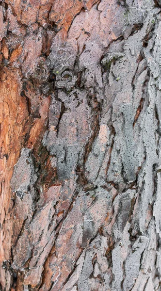 树皮上的冰 薄冰和木头的抽象纹理 — 图库照片
