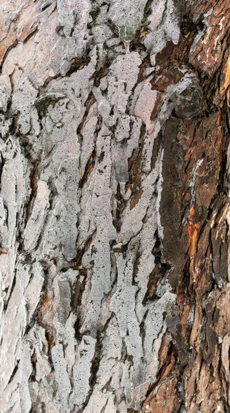 Hielo Sobre Corteza Árbol Textura Abstracta Hielo Fino Madera — Foto de Stock