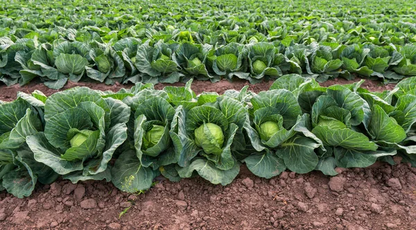 Maduración Temprana Repollo Jugoso Plantado Filas Campo Granja Fotos de stock libres de derechos