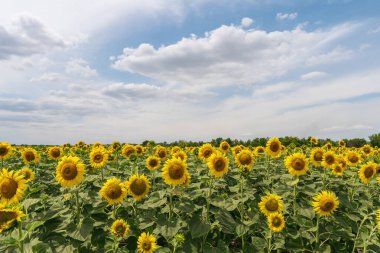 Bir tarlada sarı ayçiçekleri açıyor. Güneşe bakan parlak ayçiçekleri.