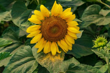Gündüz vakti yeşil yaprakların arka planında açan ayçiçeği.