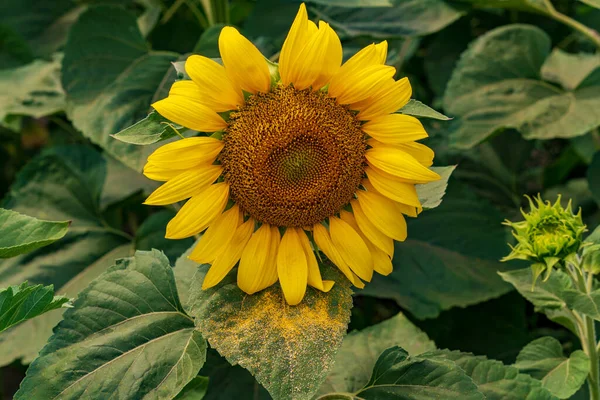 Gündüz vakti yeşil yaprakların arka planında açan ayçiçeği.