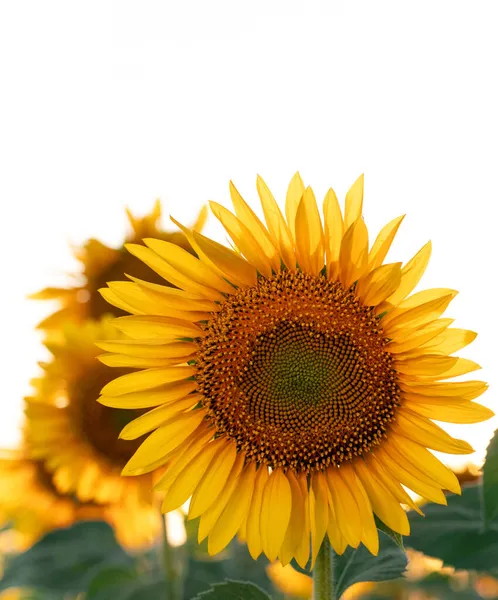 Girasoles Brillantes Flor Contra Cielo Claro Con Lugar Para Texto —  Fotos de Stock