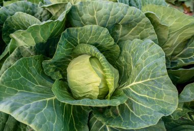 Genç, yeşil lahanaların başı çiftçi tarlasında lahana yetiştiriyor..