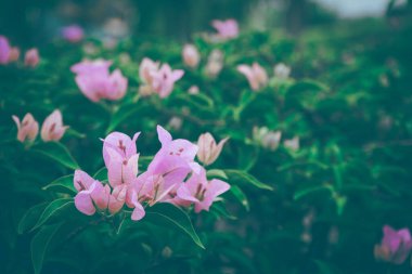 Bahar sabahı Rama 9 halk parkında çiçek açan pembe begonviller. Arka plan olarak Bougainvillea çiçekleri. Çiçek arka plan..