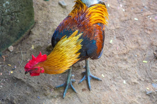 Curious Red Domestic Chicken Rooster Ground — Stok fotoğraf