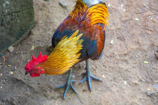 Curioso Pollo Domestico Rosso Gallo Terra — Foto Stock