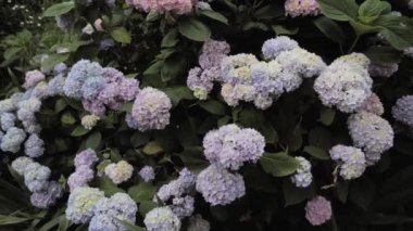 Ortanca çiçek çalısı. Pembe çiçekler. 4k video kaydı.