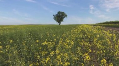 Tarım endüstrisi. Ekilmiş tarla. Alan dokusu. Yeşil filizlerin filizlenmesi. Çiftçi bir tarlada yürüyor. Çiftçi tarlasını gözlüyor. Cep telefonu 4K görüntüsü. Cep telefonundan video. Yalnız Ağaç.