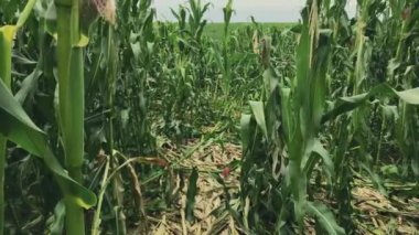 Cornfield after the stormy weather. Trampled corn leaves. Walking through field of corn. Hiding in huge field of corn.