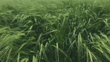 Green rye covered with crystal clear drops of dew after the rain. The wind sways the rye.