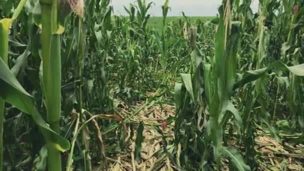 Cornfield Stormy Weather Trampled Corn Leaves Walking Field Corn Hiding — Vídeos de Stock