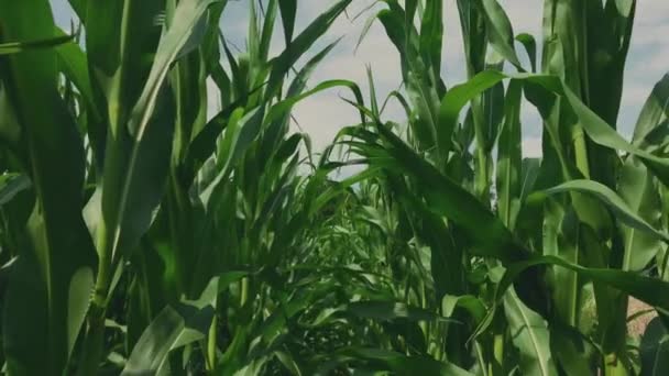 Corn Field Foliage Cornfield Walking Field Corn Green Leaves Corn — Stockvideo