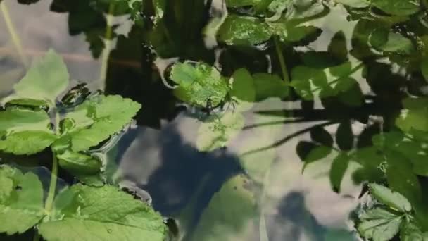 Background Swamp Lot Green Vegetations Tropical Water Background Water Strider — Stockvideo