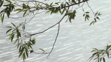 Tree branch on the background of flowing river waves. Summer river. Branch of leaves.