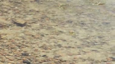 The flow of crystal clear water. Raindrops hitting the water. Summer river landscape.