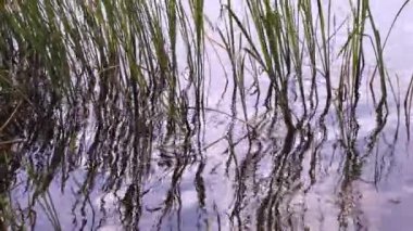 Green stalks of reeds. Reeds isolated. Nature background. Mirror glare in the water.