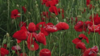 Summer poppy field concept. Red poppies. Picturesque poppy field of Volyn region.