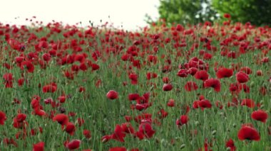 Poppies field. Huge field of poppies. Picturesque poppy field of Volyn region. Summer nature concept. Incredible sunset over the poppy field.