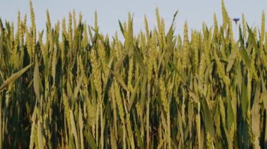 Agricultural industry. Steady background of wheat. Close footage of green wheat.